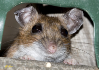 White Footed Mouse 8330